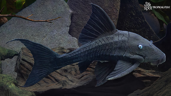 Panaque cochliodon "Blue Eye Plecostomus"