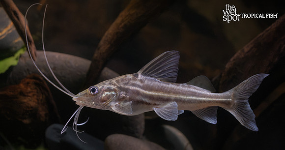 Pimelodus albofasciatus "Four Line Pim"