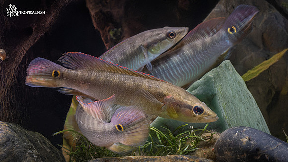 Crenicichla sveni "Colombia"
