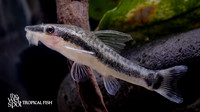 Otocinclus sp. "Common Otocinclus"