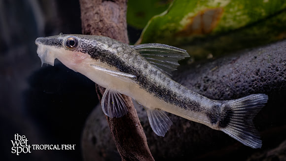 Otocinclus sp. "Common Otocinclus"