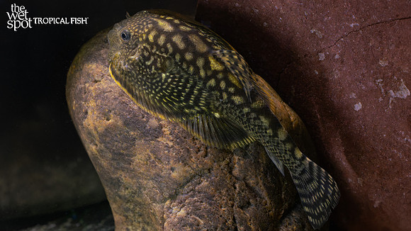 Sewellia marmorata "Fireworks Hillstream Loach"