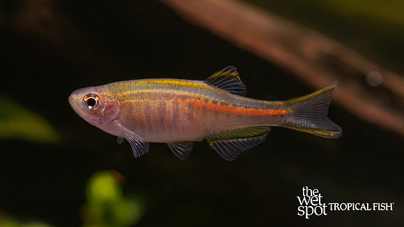 Danio choprae "Glowlight Danio"