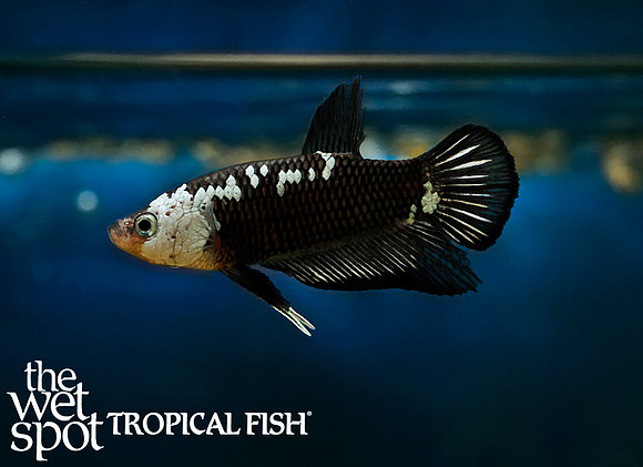 _Z6A1181black samurai plakat betta