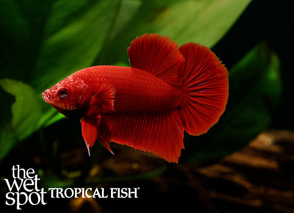 _Z6A1188 super red plakat betta