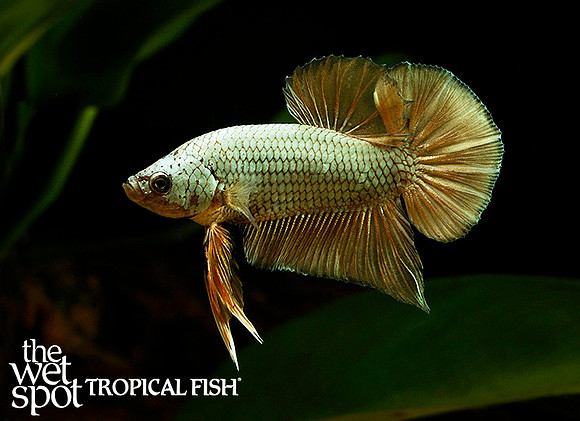 copper plakat betta