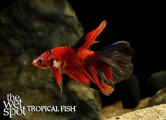 _Z6A2271koi half moon betta