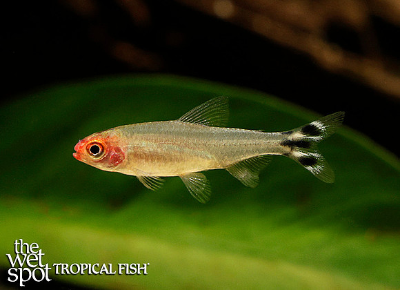 Rummynose Tetra  - Petitella bleheri