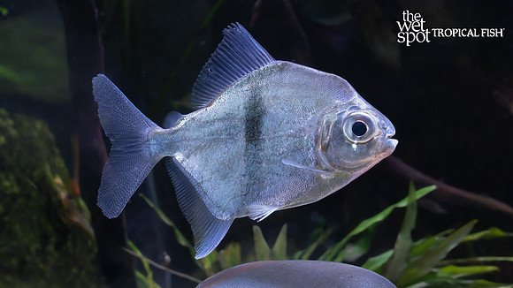 Myloplus aylan "Blue Hook Silver Dollar"