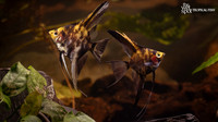 Pterophyllum scalare "Orange Marble Angelfish"