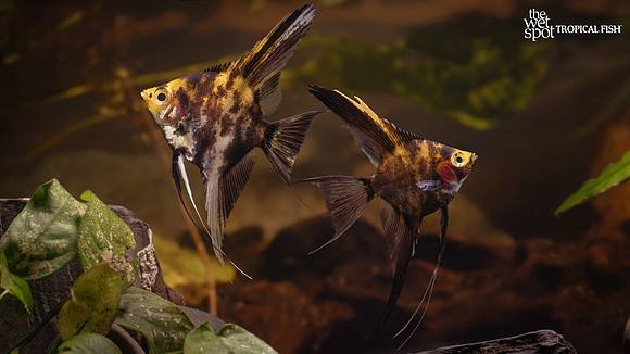 Pterophyllum scalare "Orange Marble Angelfish"