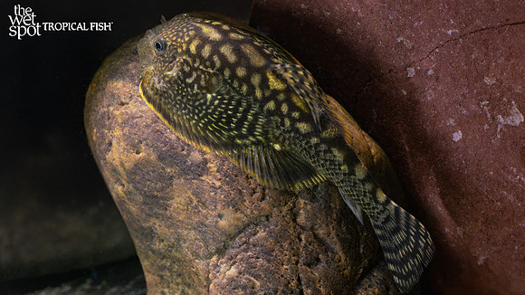 Sewellia marmorata"Fireworks Hillstream Loach" 2