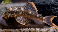 Hemiancistrus guahiborum "L106" "Orange Seam Pleco"