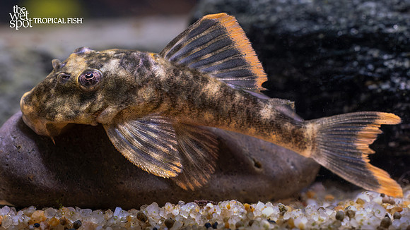 Hemiancistrus guahiborum "L106" "Orange Seam Pleco"