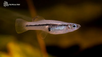 Limia