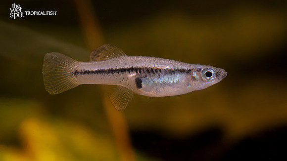Gambusia vittata "Black Line Mosquito Fish"