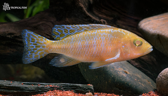 Aulonocara sp. "Strawberry Albino"