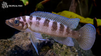 Neolamprologus cylindricus