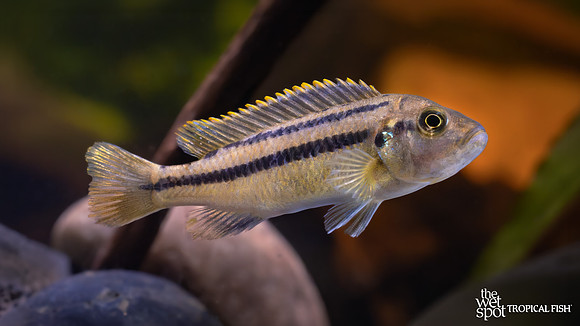 Melanochromis heterochromis "Mumbo"