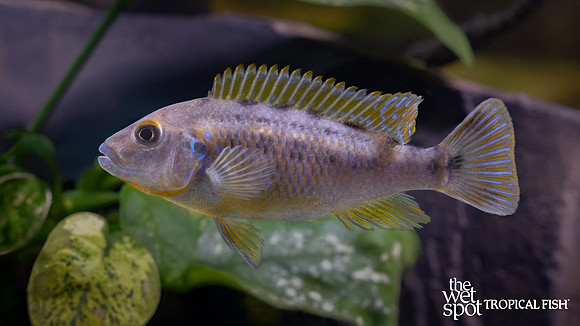 Pseudotropheus sp. "Williamsi North" "Makonde"
