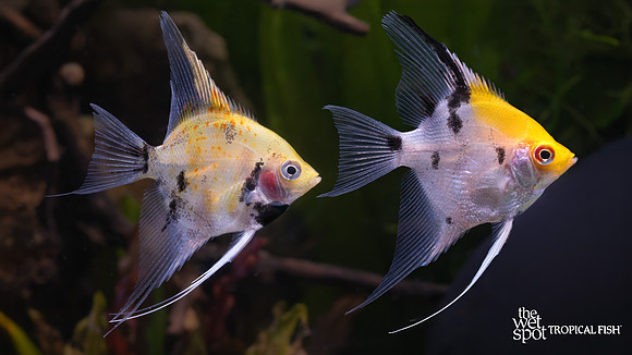 Pterophyllum scalare "High Coverage Koi Angelfish"