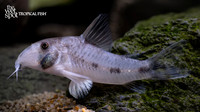Corydoras rikbaktsa