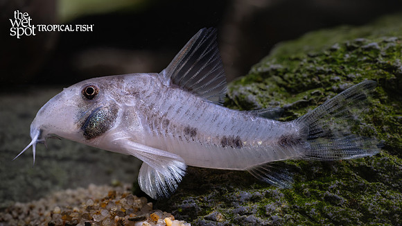 Corydoras rikbaktsa