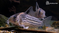 Corydoras sp. "Tapajos Schwartzi"