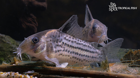 Corydoras sp. "Tapajos Schwartzi"