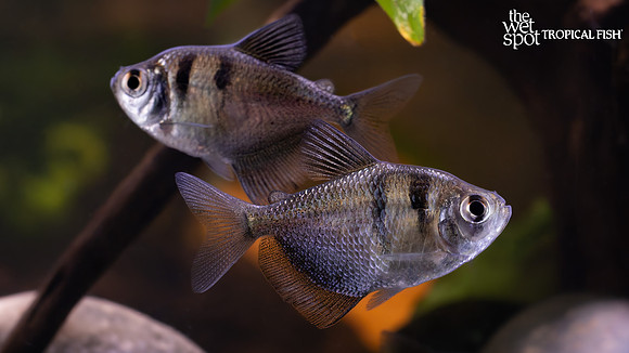 Gymnocorymbus ternetzi "Black Skirt Tetra"