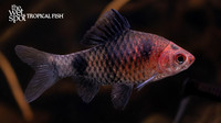 Pethia nigrofasciata "Black Ruby Barb"