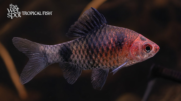 Pethia nigrofasciata "Black Ruby Barb"