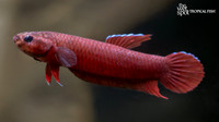 Betta mulyadii "Api Api Betta"