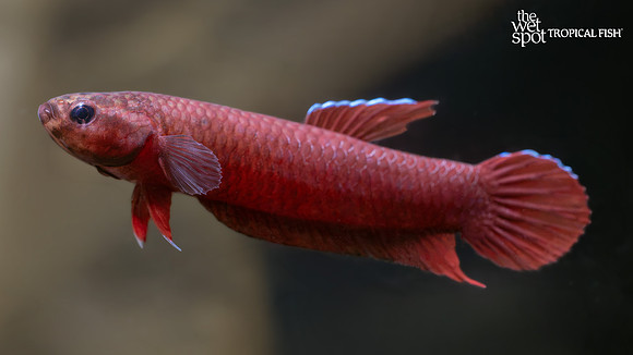 Betta mulyadii "Api Api Betta"