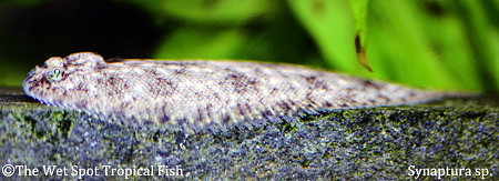 Papuan Sole Fish - Synaptura sp.