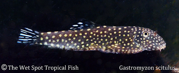 Gastromyzon scitulus - Southern Borneo Sucker Loach