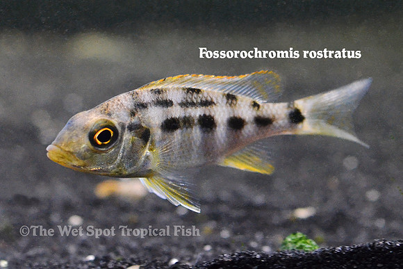 Fossorochromis rostratus