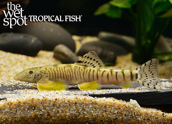 Vanmanenia sp."Cloud Leopard Loach"