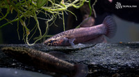 Betta albimarginata "Strawberry Betta" "Tarakan"