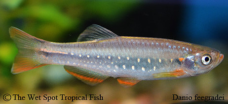 Danio feegradei - Yoma Danio