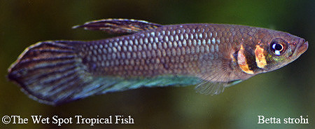 Betta strohi - Golden Ninja Betta