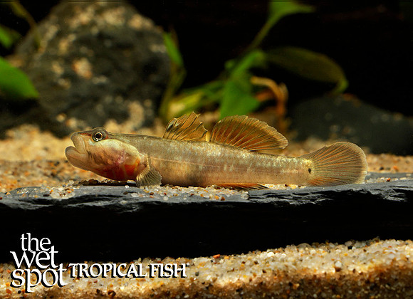 Rhinogobius cf. duospilus -White Cheek Goby