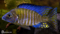Aulonocara ethelwynnae   "Chitande Peacock"