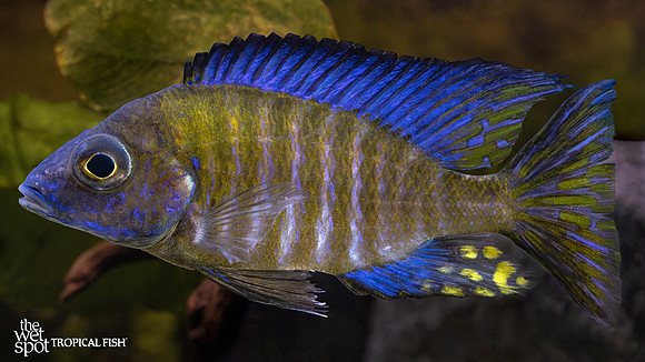 Aulonocara ethelwynnae   "Chitande Peacock"