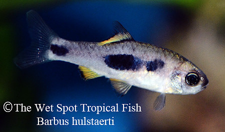 Barbus hulstaerti - Butterfly Barb