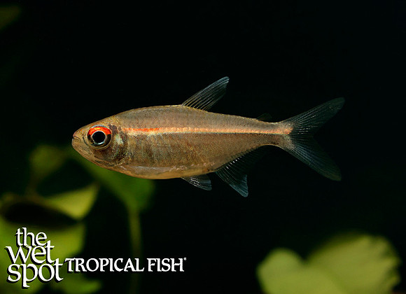 Hemigrammus coeruleus - Watermelon Tetra