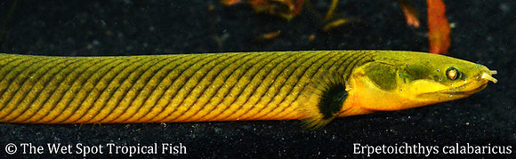 Rope Fish - Erpetoichthys calabaricus