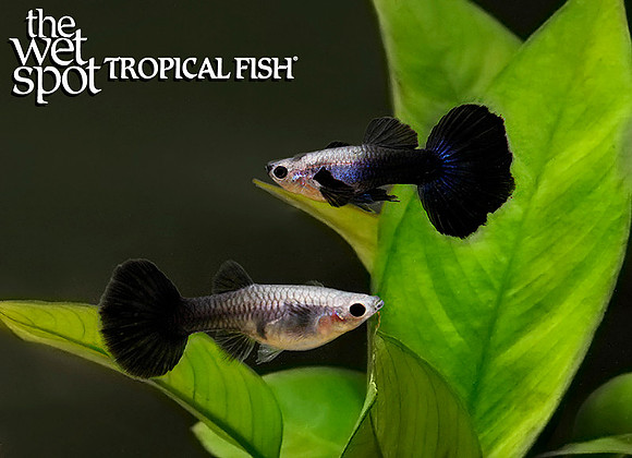 Poecilia reticulata "Full Black Guppy"