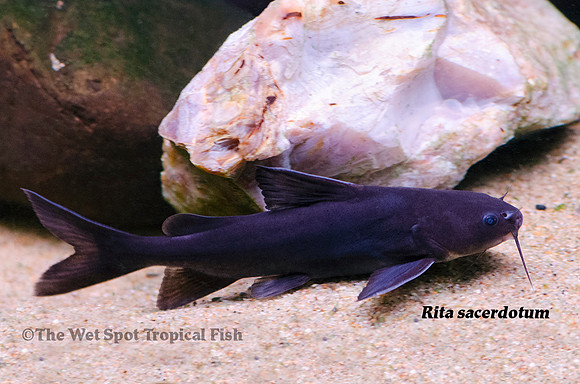 Rita sacerdotum - Black Rita Cat