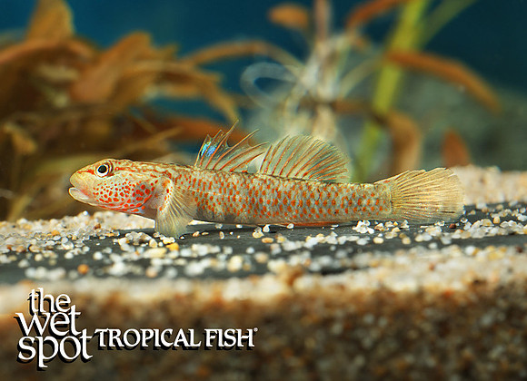 Rhinogobius sp. "Chinese Mystery Goby"